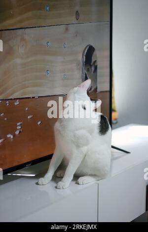 Niedliche japanische Bobtail-Katze, die mit Mäusen fernsieht Stockfoto