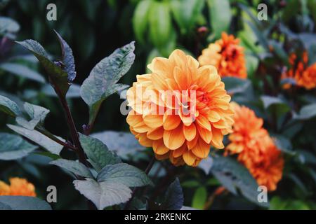 Orange Dahlien Stockfoto