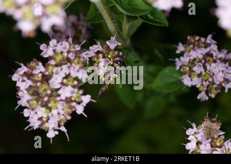 Philanthus triangulum European beewolf on Oregano flowers Stock Photo