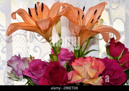 Asiatische Lilien (Lilien) mit Rosen (rosa) in den Sommermonaten Stockfoto