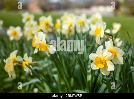 Gelbe und weiße Narzissen wachsen in einem öffentlichen Park in Südengland Stockfoto