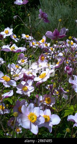 Anemone x hybrida an der Sommergrenze Stockfoto
