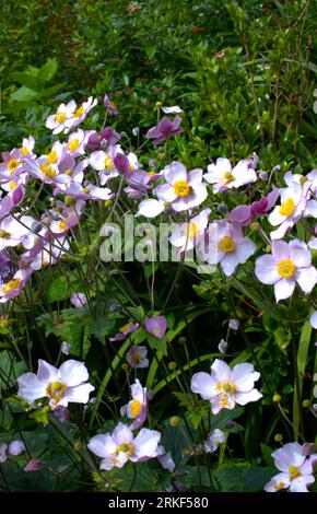 Anemone x hybrida an der Sommergrenze Stockfoto
