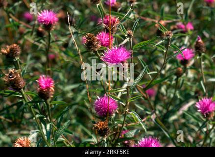 Spear Thistles In Flower Stock Photo