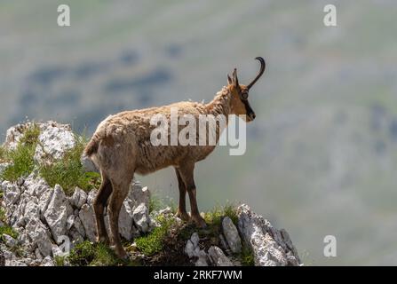 Gämse (Rupicapra rupicapra) im Gran Sasso Nationalpark (Italien) Stockfoto