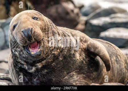 Robbe in Ravenscar, North Yorkshire Stockfoto