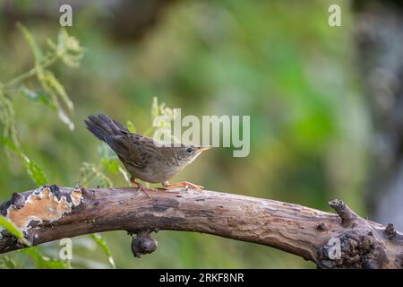 Heuschreckenspießer, Locustella naevia naevia Stockfoto