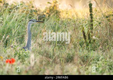 Grauer Reiher am Morgen in einem schönen Blumenfeld Stockfoto