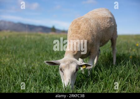 Schafe, die auf grünem Feld voller Gras essen Stockfoto