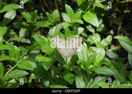 Hochwinkelansicht eines Grauen Pansy-Schmetterlings (Junonia Atlites), der seine Flügel auf einer nachlaufenden Gänseblümchenblume öffnet Stockfoto