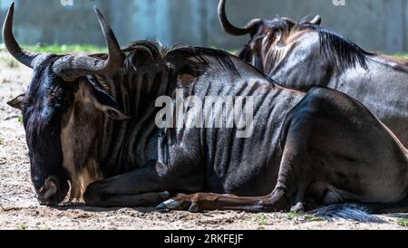 Two large Wildebeests, lying side-by-side in a grassy area with rocky terrain in the background Stock Photo