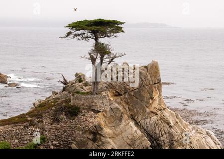 Die Lone Cypress Stockfoto