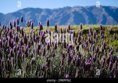 Südamerika-Landschaft in Patagonien Stockfoto