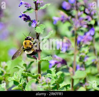 Eine Nahaufnahme einer Biene, die auf einer leuchtend violetten Minzblüte thront Stockfoto