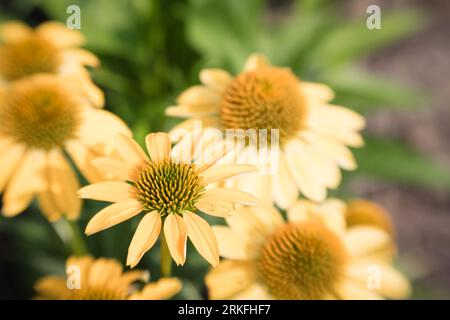 Gelbe Echinacea-Blüten im Sommergarten. Stockfoto