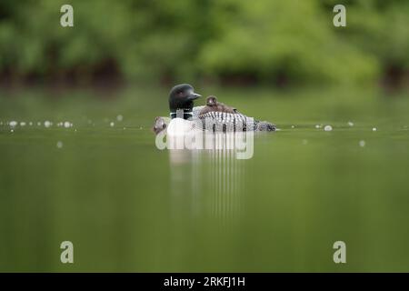 Loon Chick reitet auf dem Rücken des Elternteils Stockfoto