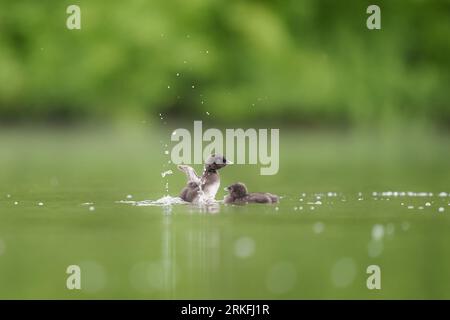 Baby-Loon-Küken, die im See schwimmen Stockfoto