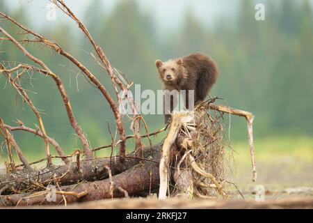 Brown Bear Cub Erforscht Den Toten Baum Stockfoto