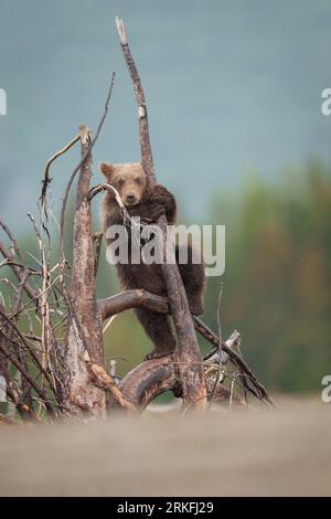 Braunes Bärenjunges Klettert Auf Den Toten Baum Stockfoto