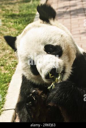 Bildnummer: 55426808  Datum: 04.06.2011  Copyright: imago/Xinhua (110604) -- YANTAI, June 4, 2011 (Xinhua) -- Giant panda Hua Ao eats zongzi (rice dumplings), a kind of traditional food for the Duanwu Festival, in Yantai City, east China s Shandong Province on June 4, 2011. The Nanshan Zoo of the city invited citizens to make zongzi for two giant pandas, Qing Feng and Hua Ao in the Duanwu Festival holidays. The festival, also known as Dragon Boat Festival, falls on June 6 this year. (Xinhua/Guo Xulei) (zjl) CHINA-SHANDONG-YANTAI-GIANT PANDA-ZONGZI (CN) PUBLICATIONxNOTxINxCHN Gesellschaft Tiere Stock Photo