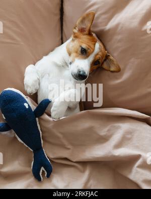 Der süße Hund Jack Russell Terrier liegt mit einem Spielzeug auf dem Bett Stockfoto