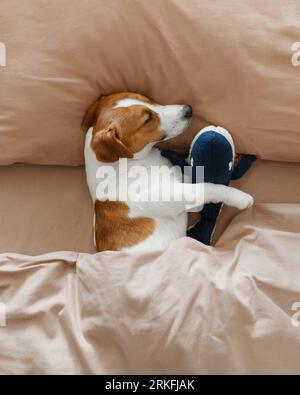 Der süße Hund Jack Russell Terrier schläft mit einem Spielzeug in den Pfoten auf dem Bett Stockfoto