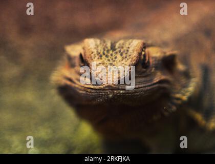 A close-up of a curious central bearded dragon (Pogona vitticeps) with its head raised Stockfoto