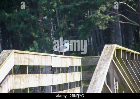 A grey seagull perched atop a wooden fence post in a rural landscape Stock Photo