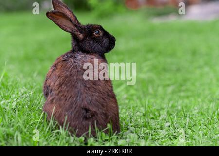 Kaninchen mit großen Ohren, die im Garten auf dem Rasen spazieren. Stockfoto