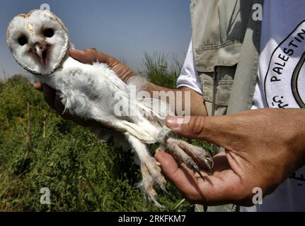 Bildnummer: 55434329  Datum: 05.06.2011  Copyright: imago/Xinhua (110605) -- WEST BANK, JUNE 5, 2011 (Xinhua) -- A Palestinian researcher rings an owl bird in the Jordan valley, north of West Bank, June 5, 2011. The Palestinian wildlife Society has recently installed 250 nesting boxes for barn owls within a western-funded project to resettlement the owls in the Jordan valley. (Xinhua/Ayman Nobani) MIDEAST-WEST BANK-OWL-NEST BOX PUBLICATIONxNOTxINxCHN Gesellschaft xkg 2011 quer  o0 Westjordanland, Naturschutz, Tierschutz, Tiere, Tierschützer, Eule, Vögel, Beringung, Markierung, markieren, berin Stock Photo