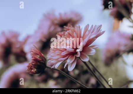 Rosafarbene Chrysanthemen blühen im Garten aus nächster Nähe am Himmel Stockfoto