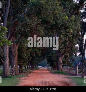 A long, unpaved dirt road lined with trees on either side and a wooden fence running parallel to it Stock Photo