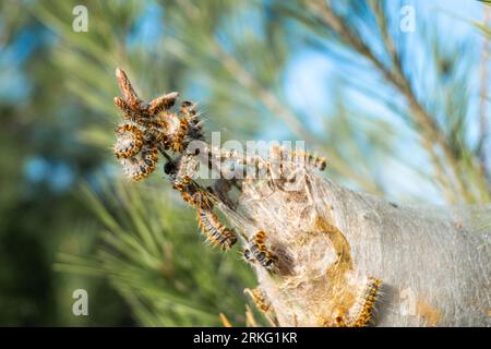 A close-up photograph of a tree branch, with a cluster of small insects congregating in the center Stock Photo