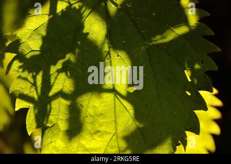 Sonnenschein durch Blätter Nahaufnahme Makroschatten abstrakte Blattstruktur Venen Hintergrund Hintergrund Hintergrund Stockfoto