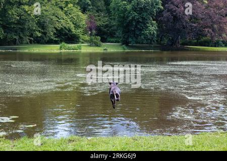 Fliegender Hund in den Teich Stockfoto
