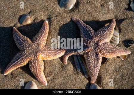 Seestern am Strand Stockfoto