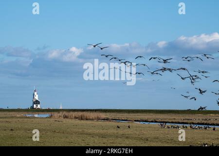 Fluggänse in Marken Stockfoto