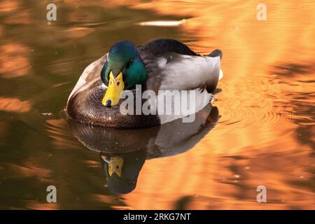 Male duck on golden water Stock Photo