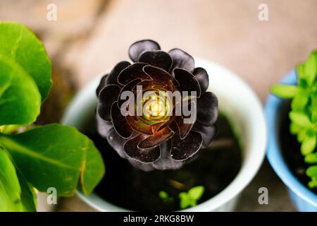 Ein Blick von oben auf eine saftige Blume in einem Topf Stockfoto