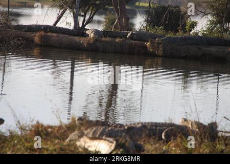 Bildnummer: 55565338 Datum: 23.06.2011 Copyright: imago/Xinhua (110702) -- HARARE, 2. Juli 2011 (Xinhua) -- Krokodile sonnen sich am Flussufer in einer privaten Krokodilfarm in Mashonaland West, Simbabwe, am 23. Juni 2011. Die simbabwische Regierung hat in den letzten Jahren die Entwicklung der Krokodilzucht gefördert. (Xinhua/Wanda) (yt) ZIMBABWE-MASHONALAND WESTKROKODILZUCHT PUBLICATIONxNOTxINxCHN Wirtschaft Landwirtschaft Krokodil Farm Krokodilfarm Tiere xda x0x 2011 quer Bildnummer 55565338 Datum 23 06 2011 Copyright Imago XINHUA Harare 2. Juli 2011 XINHUA Crocodi Stockfoto
