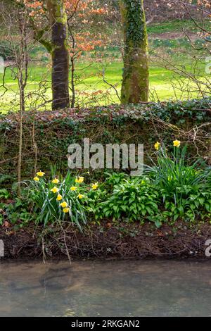 Narzissen blühen am Bybrook River im Frühling im Dorf Castle Combe Stockfoto