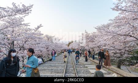 A group of people are enjoying the beauty of cherry blossoms along a railroad track Stock Photo