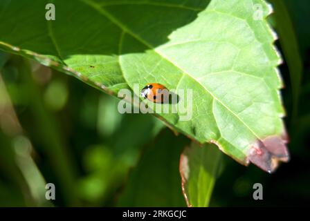 Ein kleiner Marienkäfer auf einem Hortensie-Blatt Stockfoto