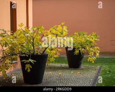 Two ceramic pots filled with yellow foliage placed on a weathered stone table in an outdoor environment Stock Photo