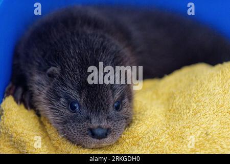 Eurasischer Otter (Lutra lutra) Cub, verlassene Waise in Pflege. Stockfoto