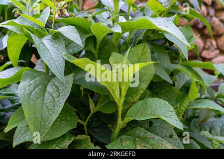 Beispiel für pflanzengrüne Blätter der Gemeinen Beiname (Symphytum officinale). Dieses Kraut ist eine beliebte krautige, mehrjährige Pflanze in der Kräutermedizin und ist regelmäßig Stockfoto