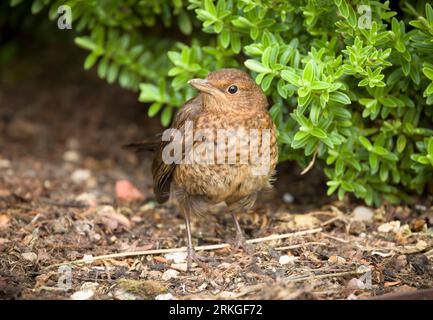 Juvenile common blackbird (Turdus merula) with mottled brown feathers on the ground in a flower bed in a UK garden Stock Photo