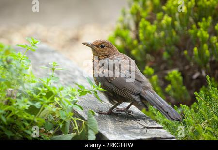 Junge Amseln (Turdus merula) mit gesprenkelten braunen Federn, die in einem britischen Garten auf Nahrungssuche gehen Stockfoto