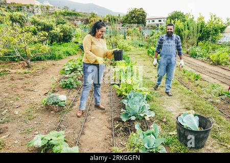 Indian wife and her husband picking up organic vegetables from home garden outdoor - Asian family having fun cultivating healthy food - Family concept Stockfoto
