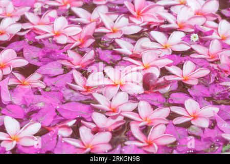 Close-up of pink plumeria (frangipani) flowers floating in a bowl of water in the Caribbean. Design portrays health, relaxation or spa Stockfoto